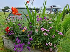 Camping and touring pitches at Looe Country Park