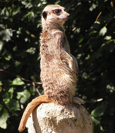 Meerkat at Porfell Wildlife Park